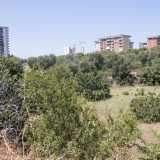 ... e su via Tommaso d�Aquino, area dove gli ulivi predominano all�ombra dei grattacieli del quartiere 
